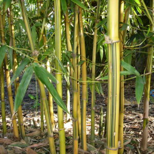 Bambusa eutuldoides 'Viridi-Vittata'   China Gold