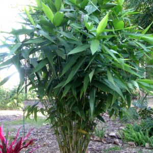 Thysanolaena maxima  'Tiger Grass'