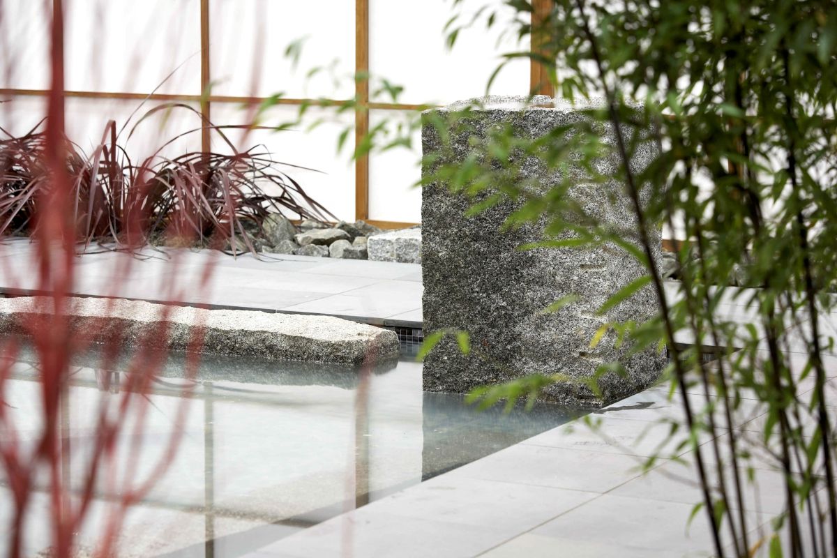 ‘Black Bamboo - Phyllostachys Nigra - Image 12