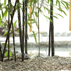 ‘Black Bamboo - Phyllostachys Nigra