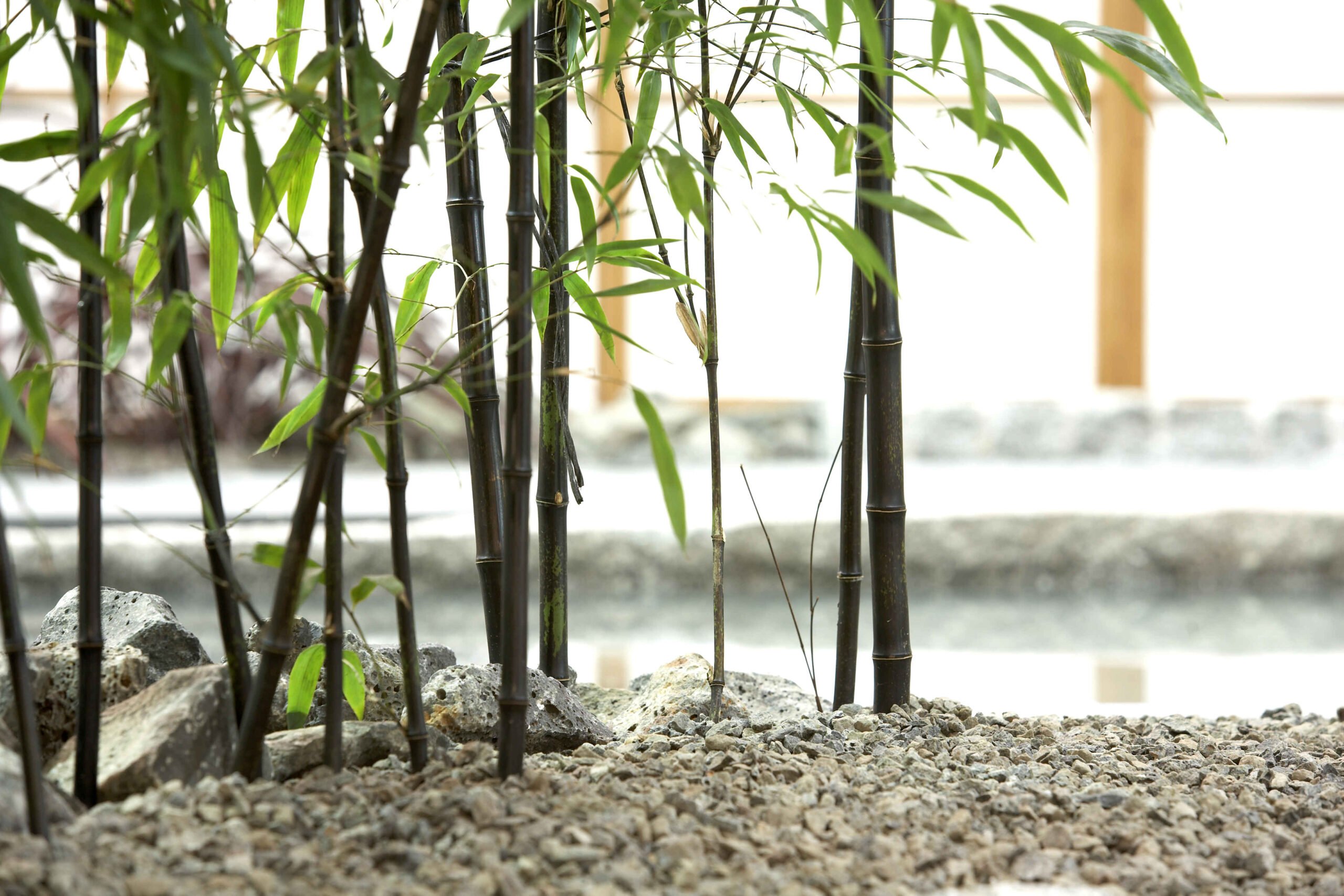 ‘Black Bamboo - Phyllostachys Nigra