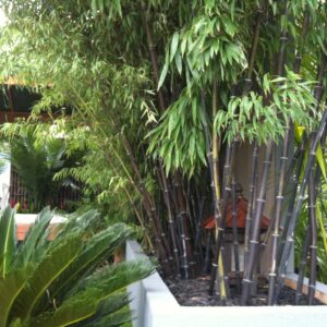 Phyllostachys   Nigra Black
