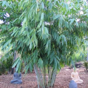 Dendrocalamus minor 'Amoenus'      Ghost