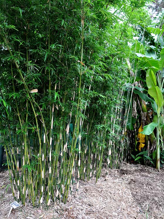 Bambusa multiplex 'Goldstripe' - Image 2