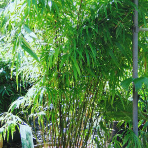 Drepanostachyum khasianum  (Khasia)   Purple Jade