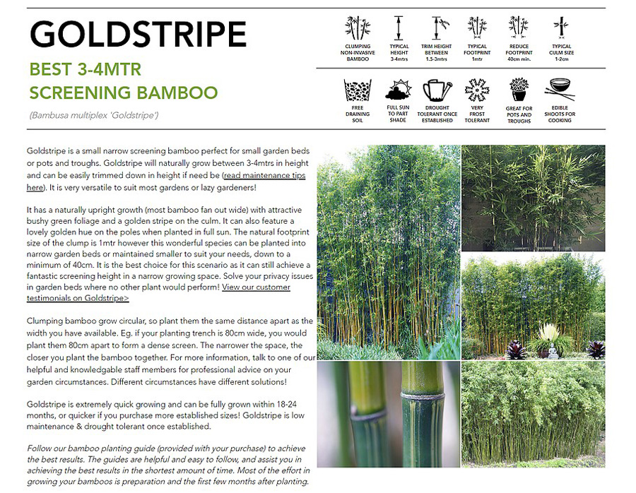 Bambusa multiplex 'Goldstripe' - Image 3