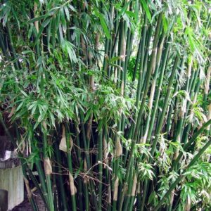 Taiwan Jade (Bambusa dolichomerithalia)