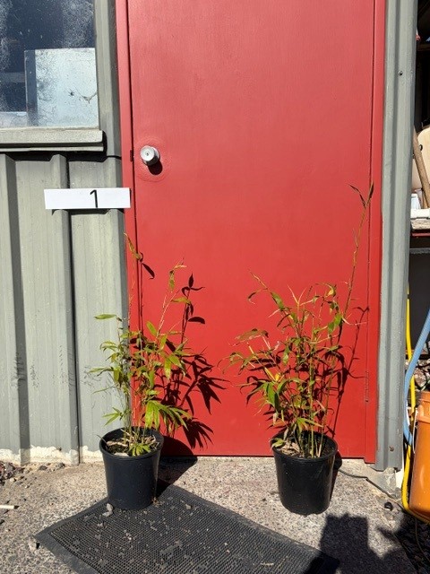 Bambusa textilis 'Gracilis' Bamboo - Image 17