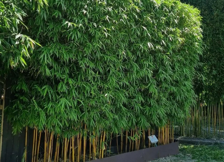 bamboo screening plants example
