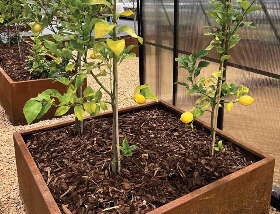 vegetable planter boxes showcase