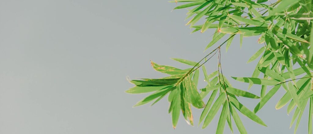 complete guide bamboo melbourne