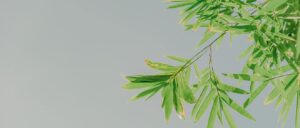 complete guide bamboo melbourne