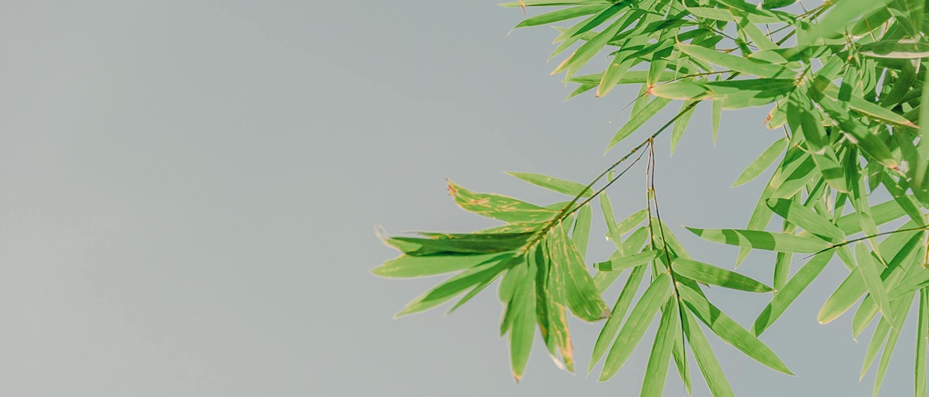 Complete Guide to Growing Bamboo in Melbourne