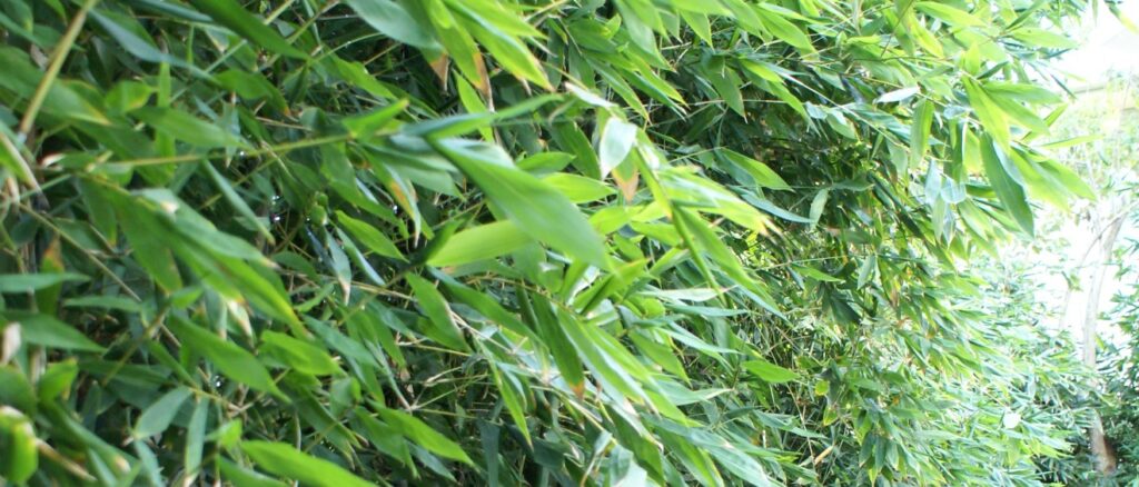 Select Best Bamboo Varieties for Melbourne's Climate