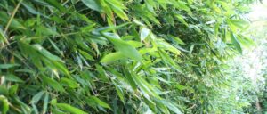 Select Best Bamboo Varieties for Melbourne's Climate