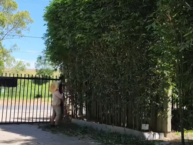 running vs clumping bamboo