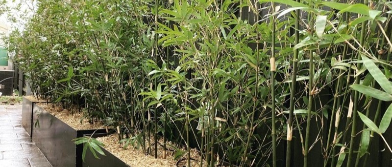 How to Stop Bamboo Spreading: Containment & Barrier Installation Guide