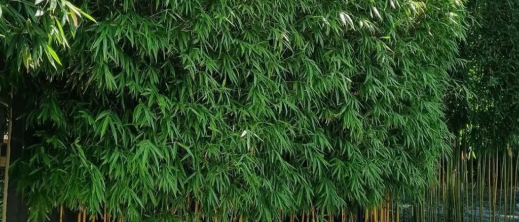 Bamboo as Privacy Screening