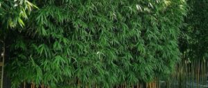 Bamboo as Privacy Screening