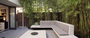 The Fastest-Establishing Bamboo Screening Varieties for Melbourne
