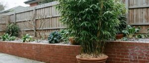 bamboo in winter Melbourne