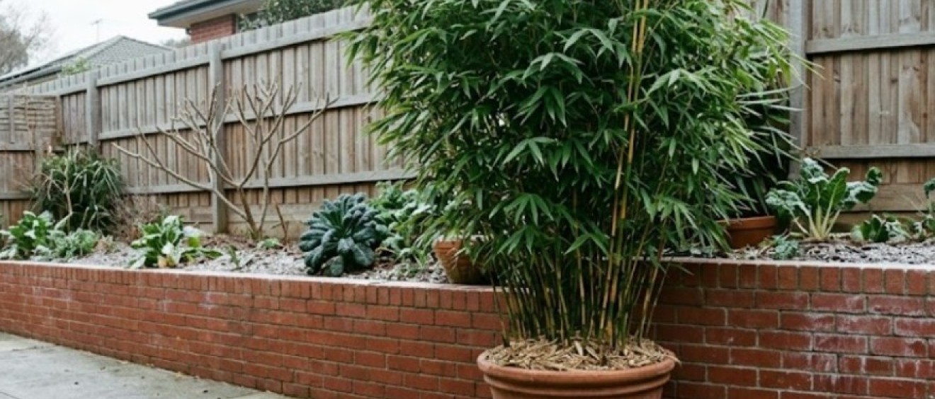 Winter Bamboo Care in Melbourne: What Actually Needs Doing Right Now
