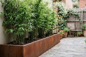 bamboo in corten steel planters