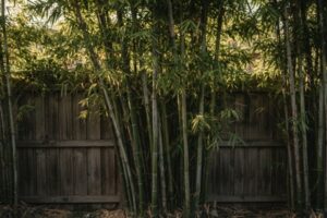 What Nobody Tells You About Bamboo Screening